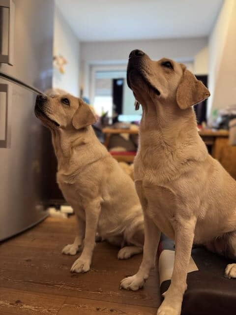 Die Hunde im Chaos des Jahres 2025 - Doch alles wird gut-