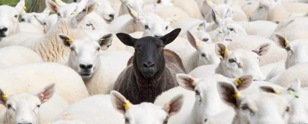 schwarzes schaf der familie- eine schafherde und ein schwarzes sticht hervor. Diese Form des andersseins hat oft etwas mit dem inneren System zu tun.