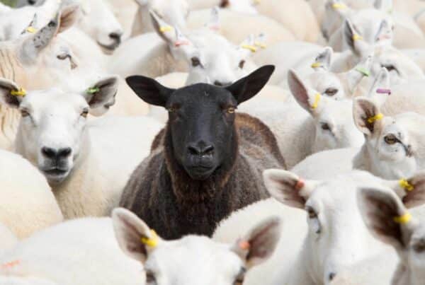 schwarzes schaf der familie